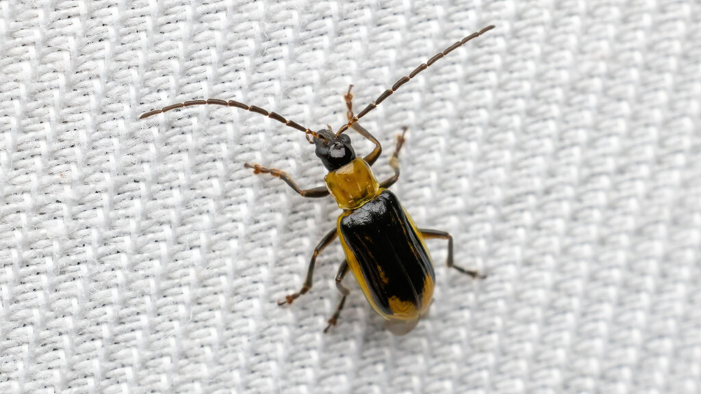 Chrysomelidae Diabrotica virgifera