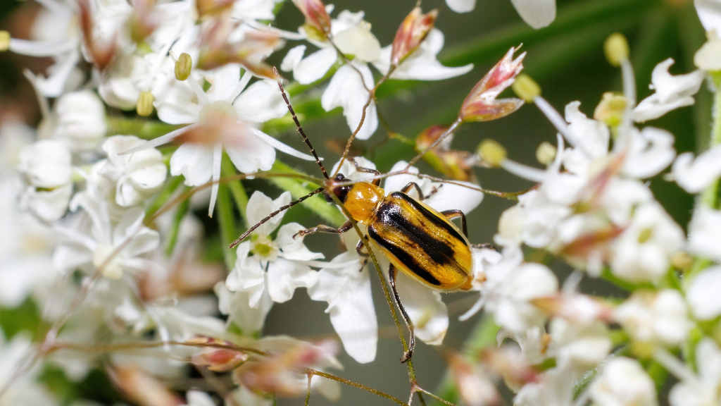 Diabrotica virgifera