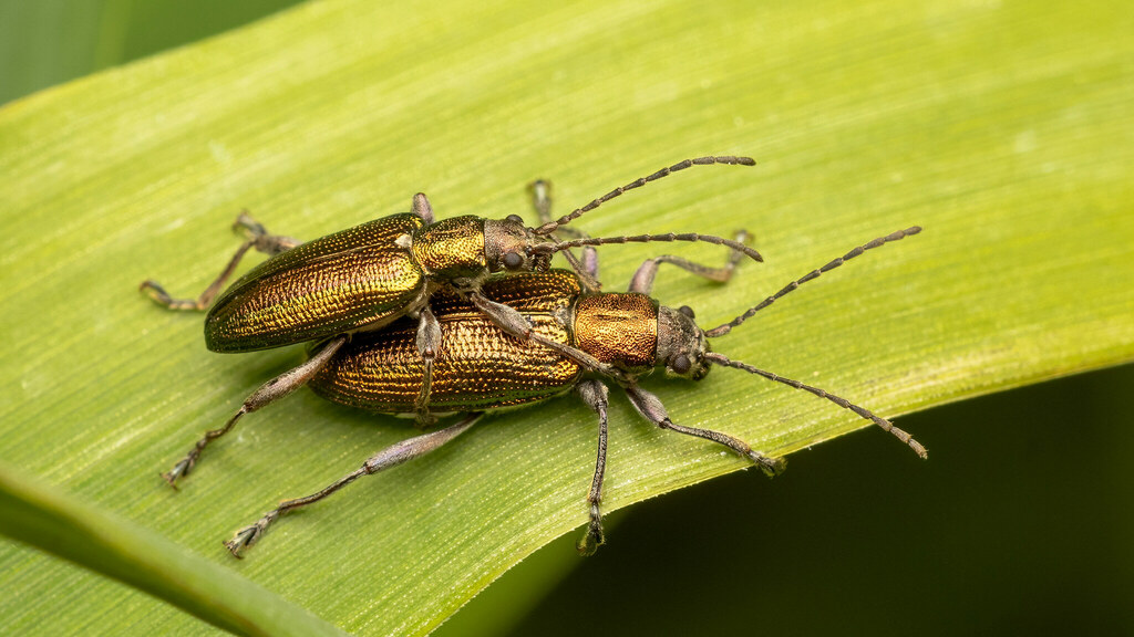 Chrysomelidae Donacia semicuprea