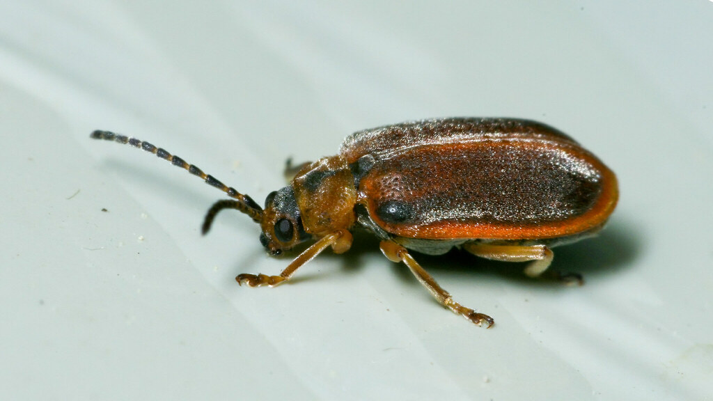 Chrysomelidae Galerucella nymphaeae