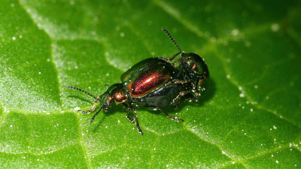 Chrysomelidae Gastrophysa viridula