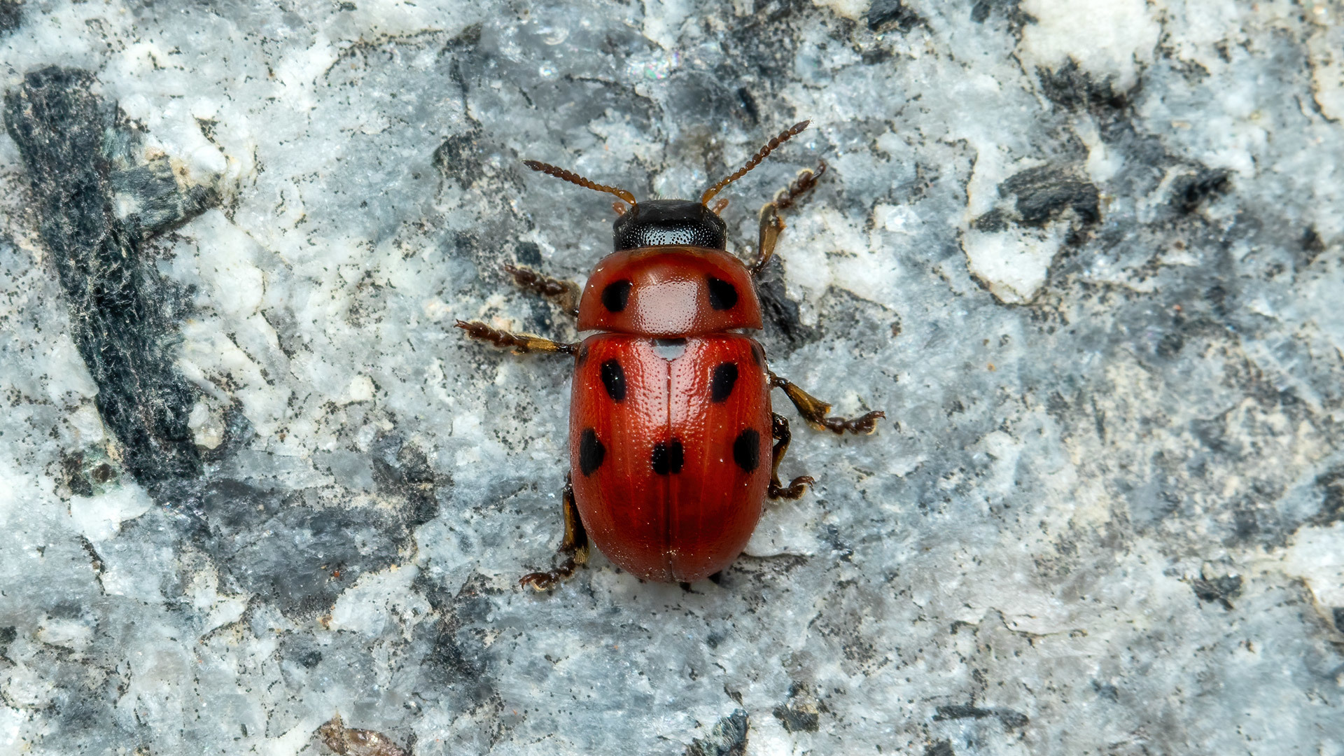 Chrysomelidae Gonioctena fornicata