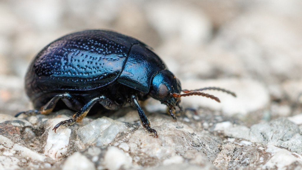 Chrysolina haemoptera