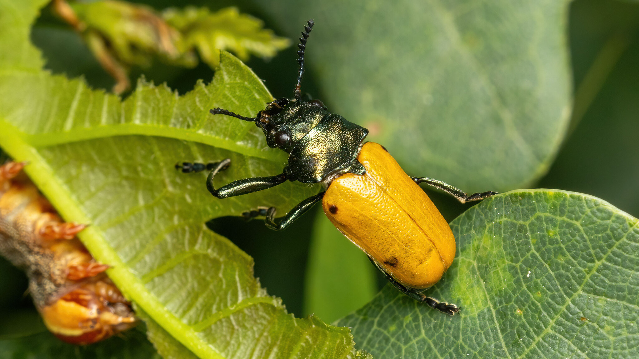Chrysomelidae Labidostomis