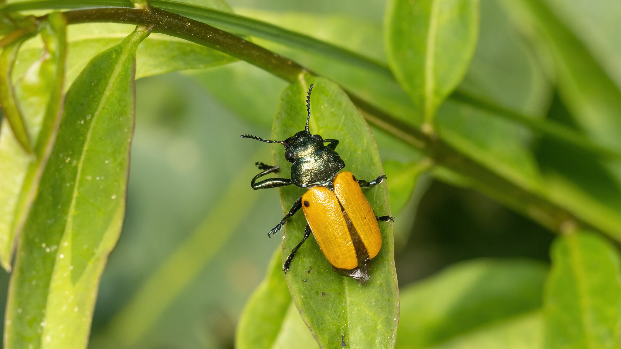 Chrysomelidae Labidostomis