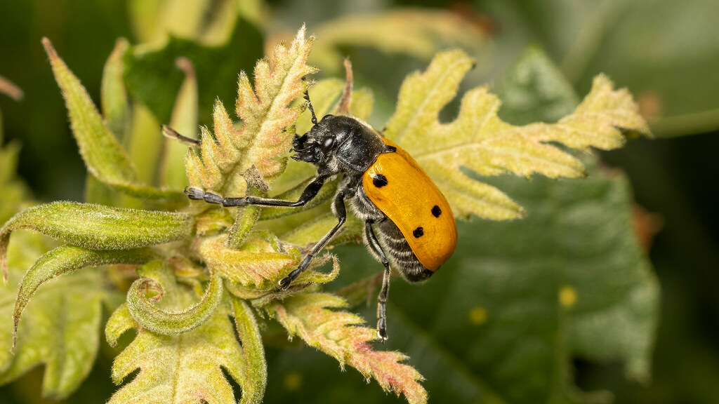 Chrysomelidae Lachnaia sexpunctata