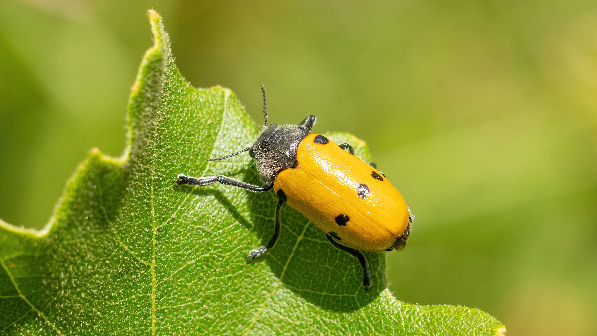 Chrysomelidae Lachnaia sexpunctata