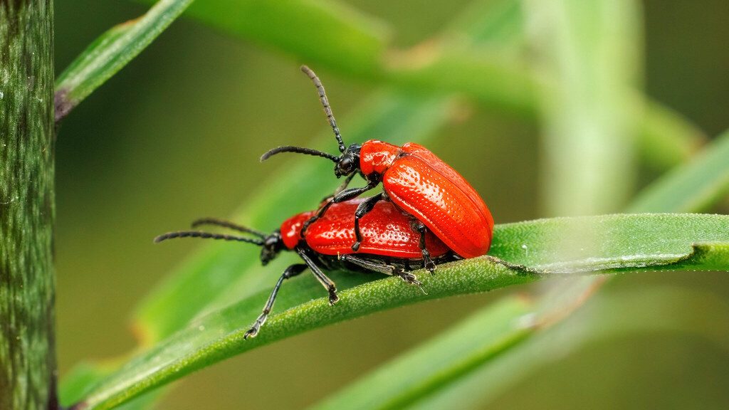 Chrysomelidae Lilioceris lilii