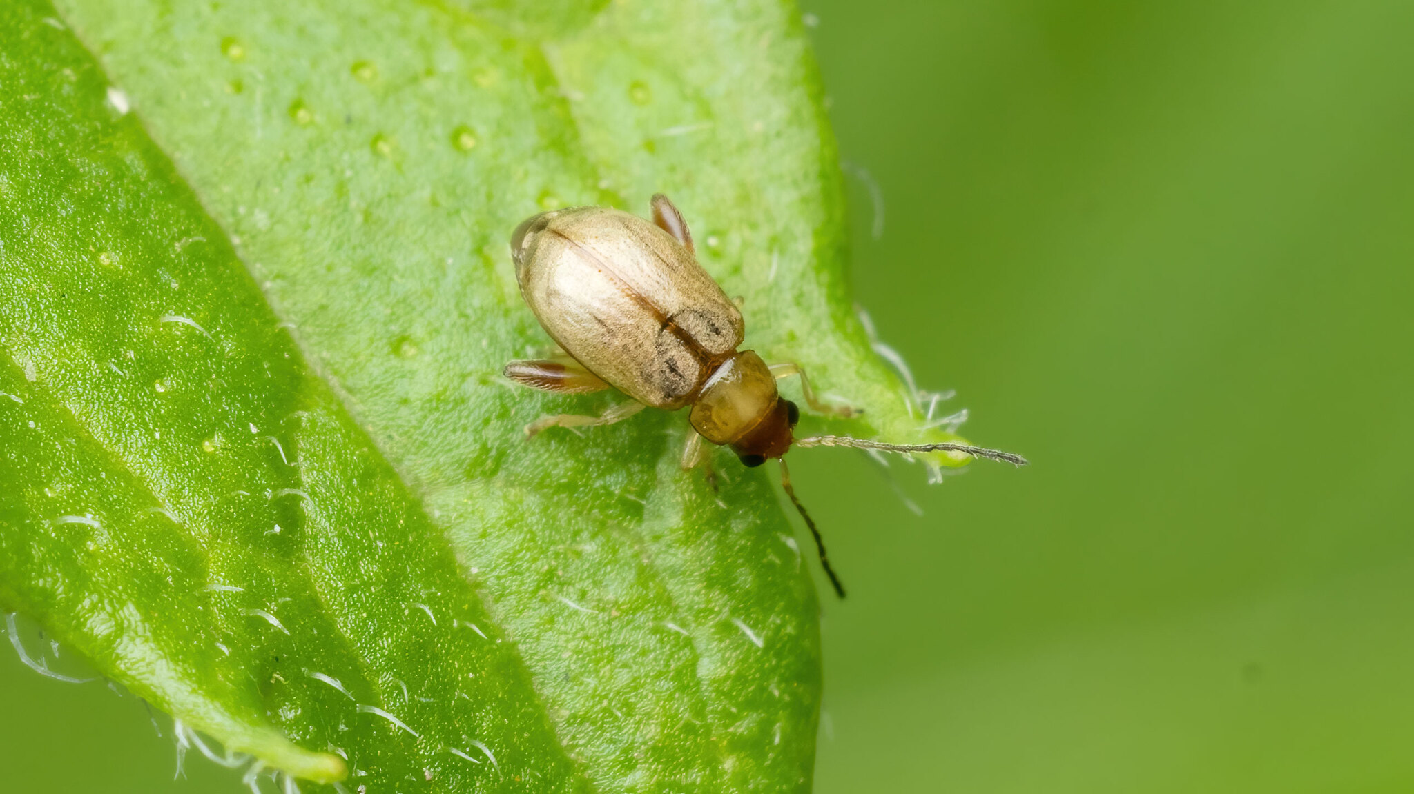 Chrysomelidae Longitarsus ferrugineus