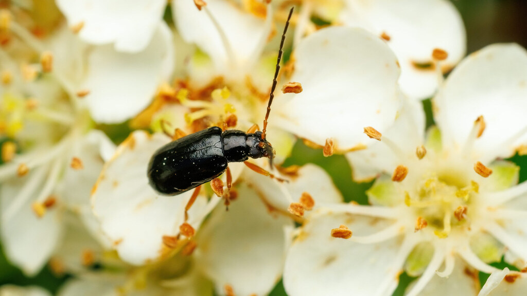 Chrysomelidae Luperus longicornis
