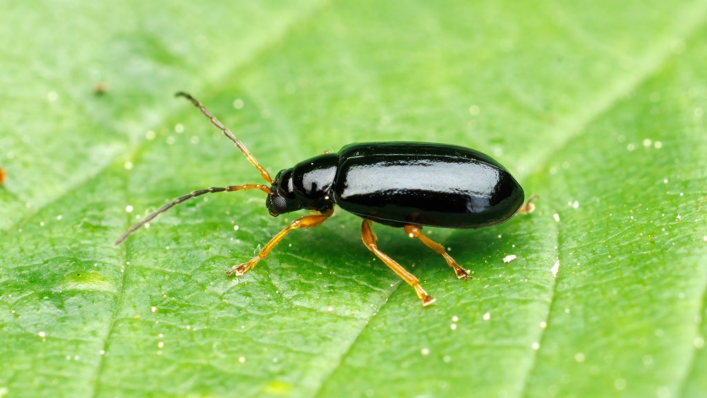 Luperus sp.