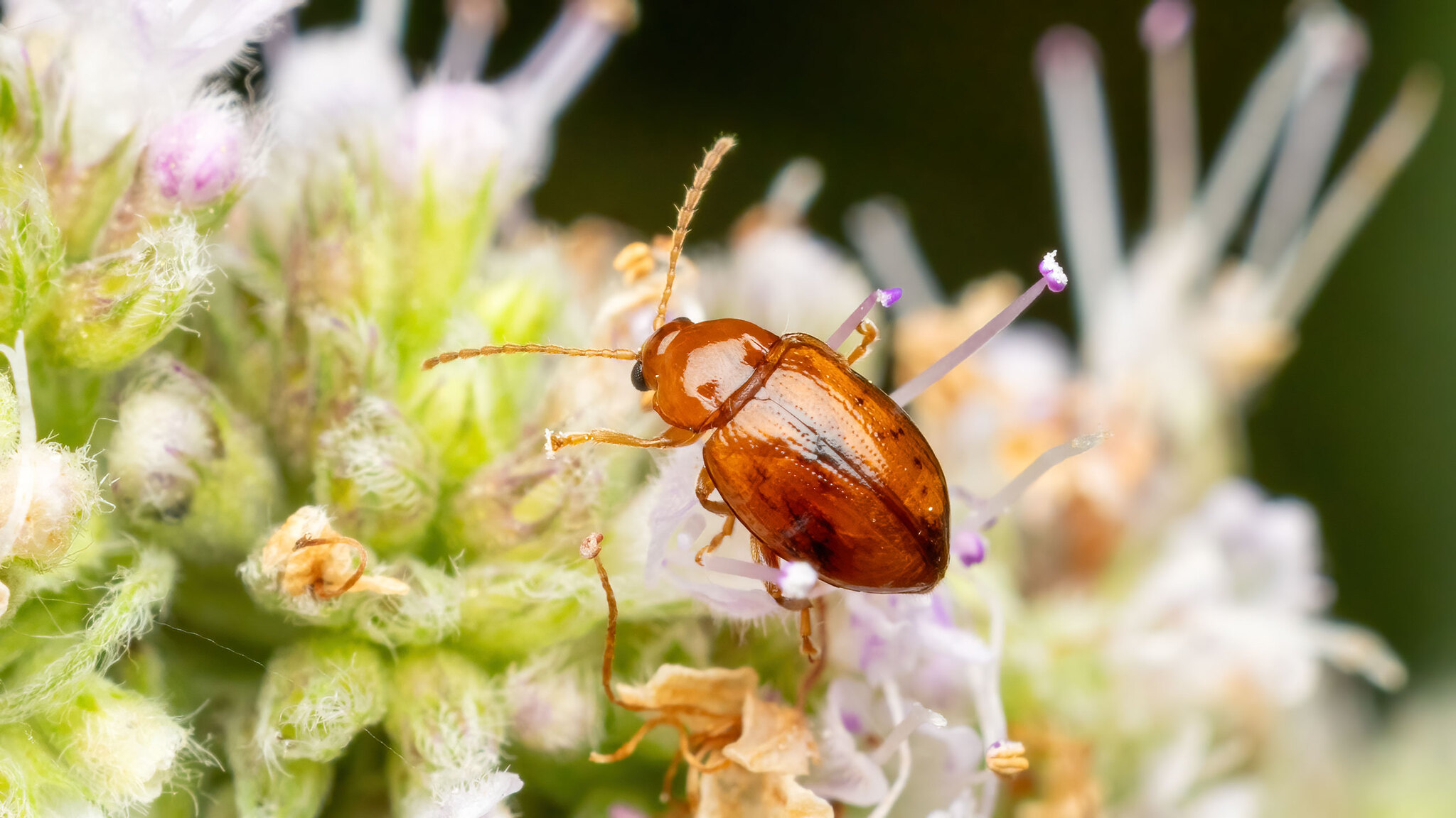 Chrysomelidae Neocrepidodera ferruginea