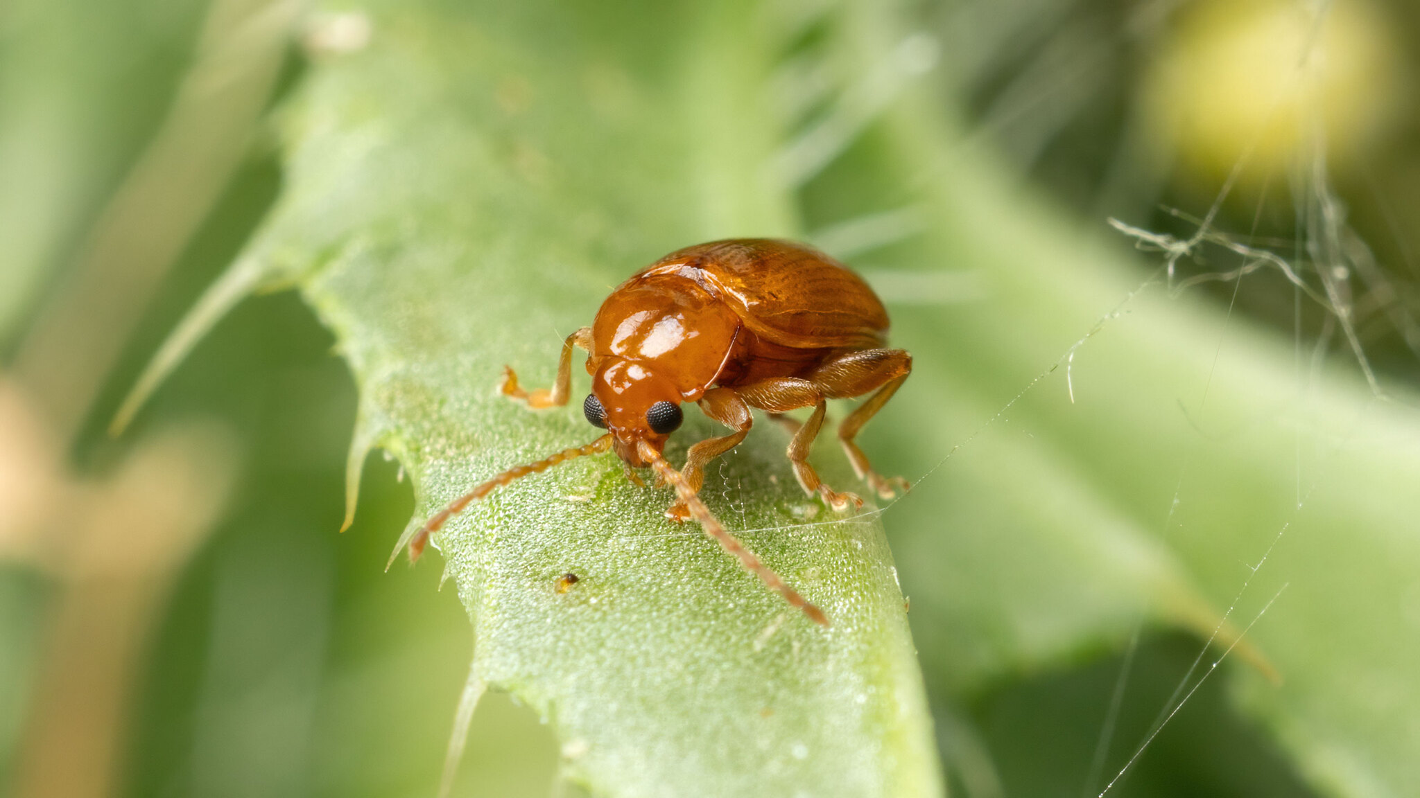 Chrysomelidae Neocrepidodera transversa