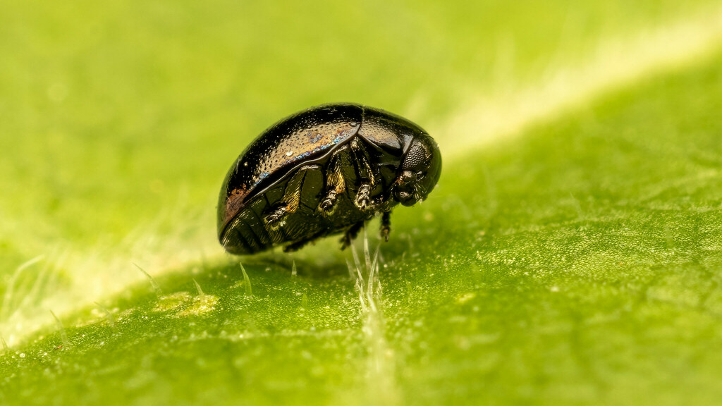 Chrysomelidae Oomorphus