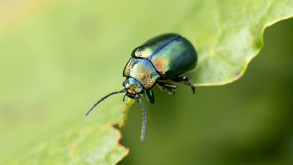 Chrysomelidae Oreina