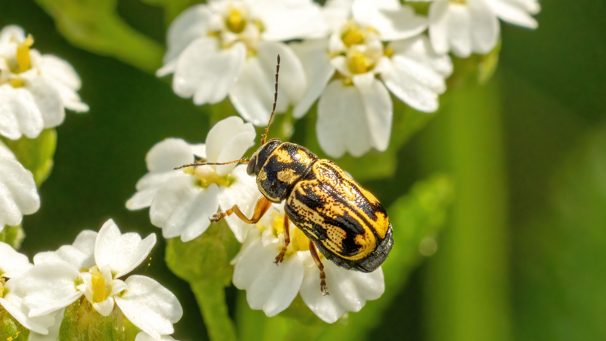 Chrysomelidae Pachybrachis hieroglyphicus