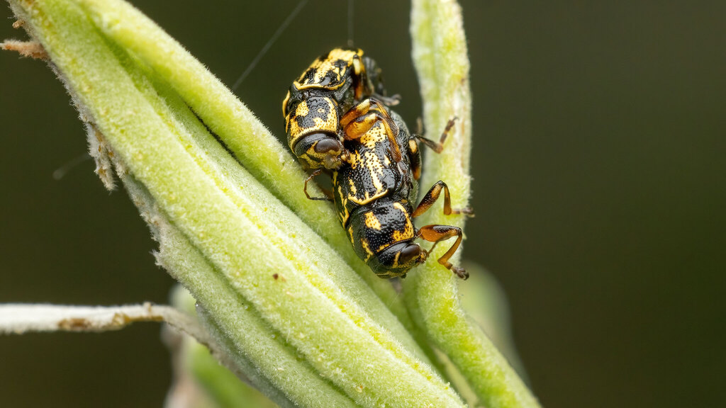 Chrysomelidae Pachybrachis hieroglyphicus