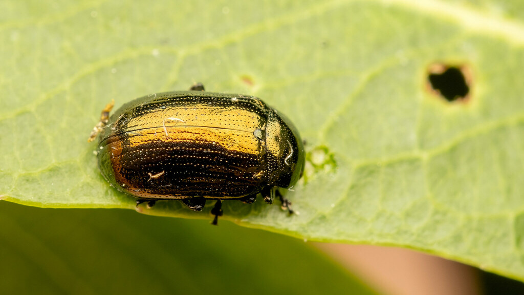 Chrysomelidae Phratora