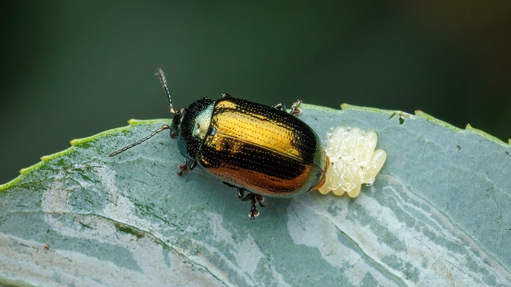 Phratora vitellinae