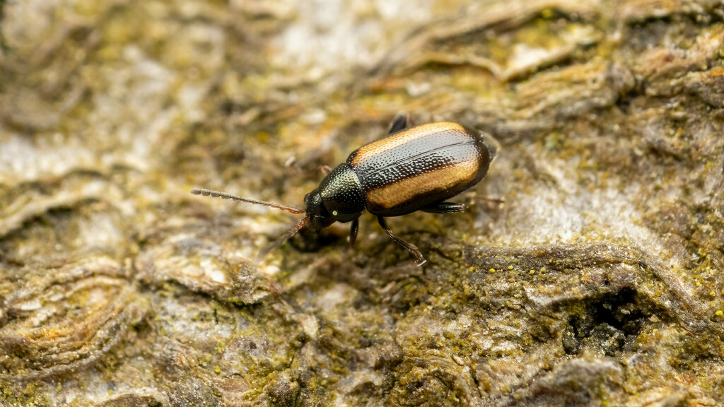 Chrysomelidae Phyllotreta vittula