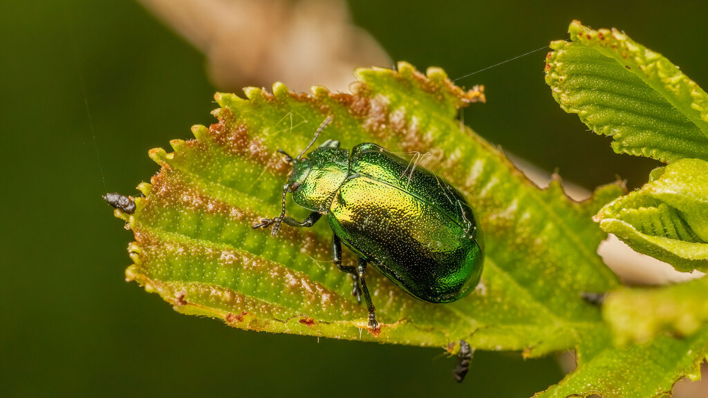 Chrysomelidae Plagiosterna aenea