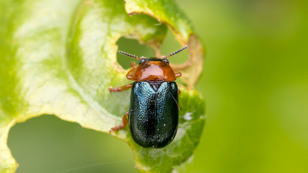 Chrysomelidae Smaragdina