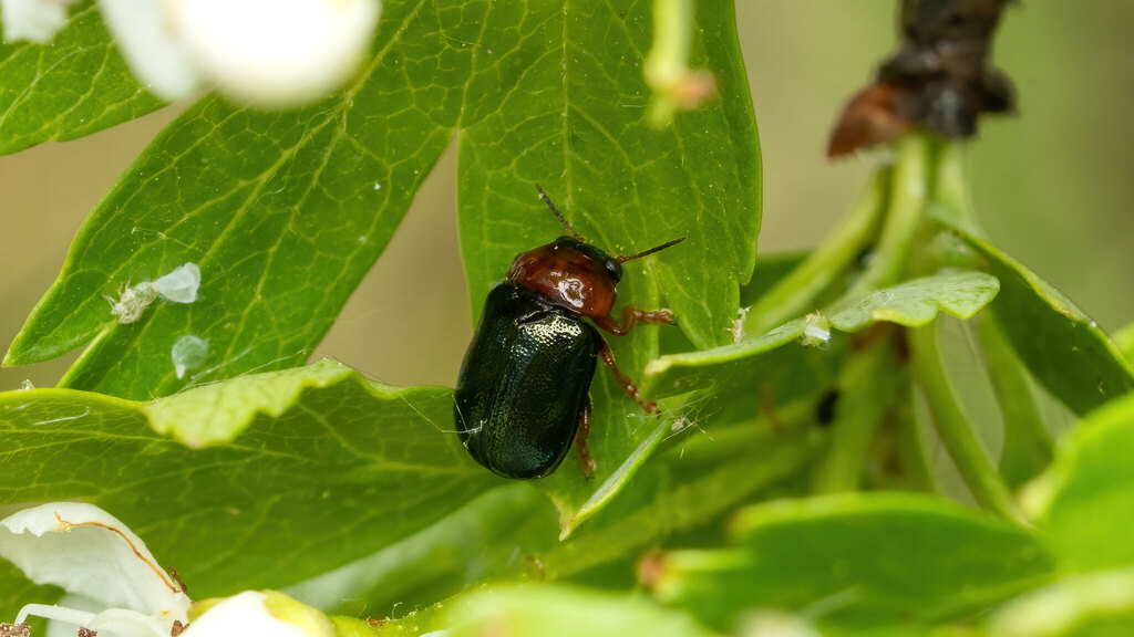Chrysomelidae Smaragdina
