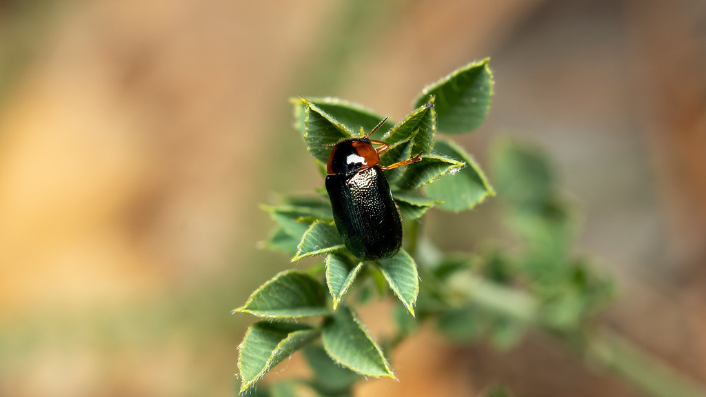 Chrysomelidae Smaragdina affinis