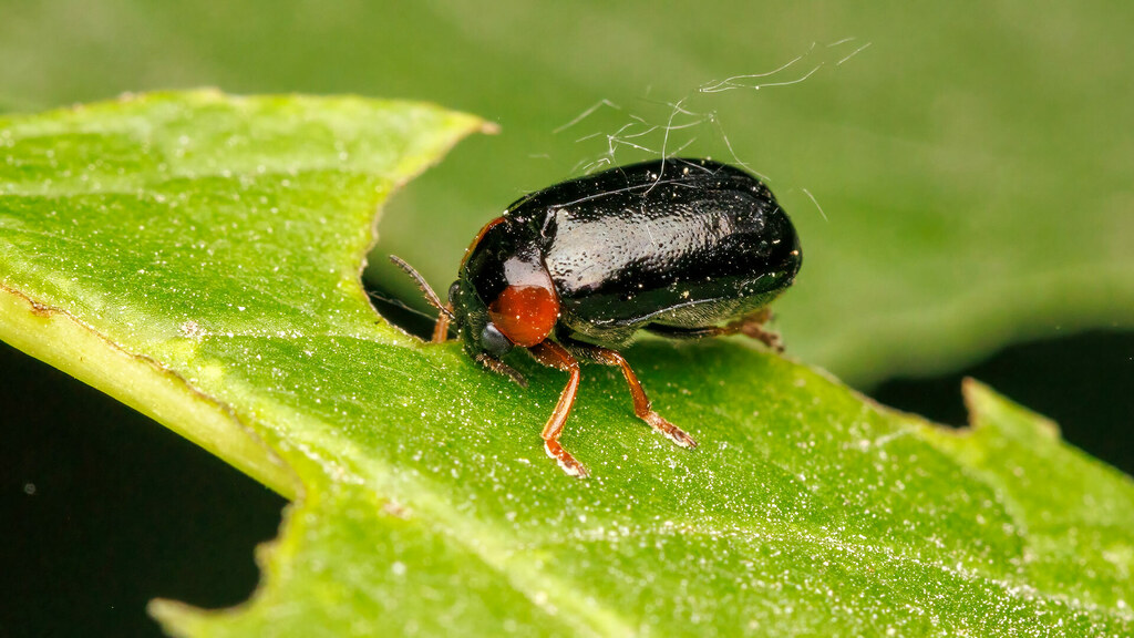 Chrysomelidae Smaragdina affinis