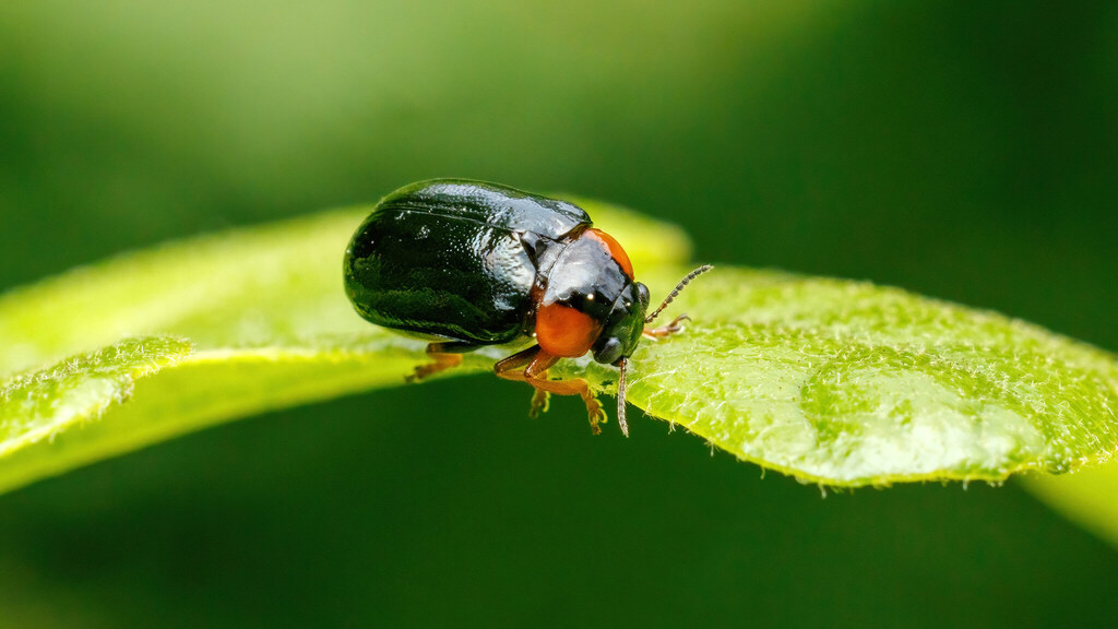 Chrysomelidae Smaragdina aurita