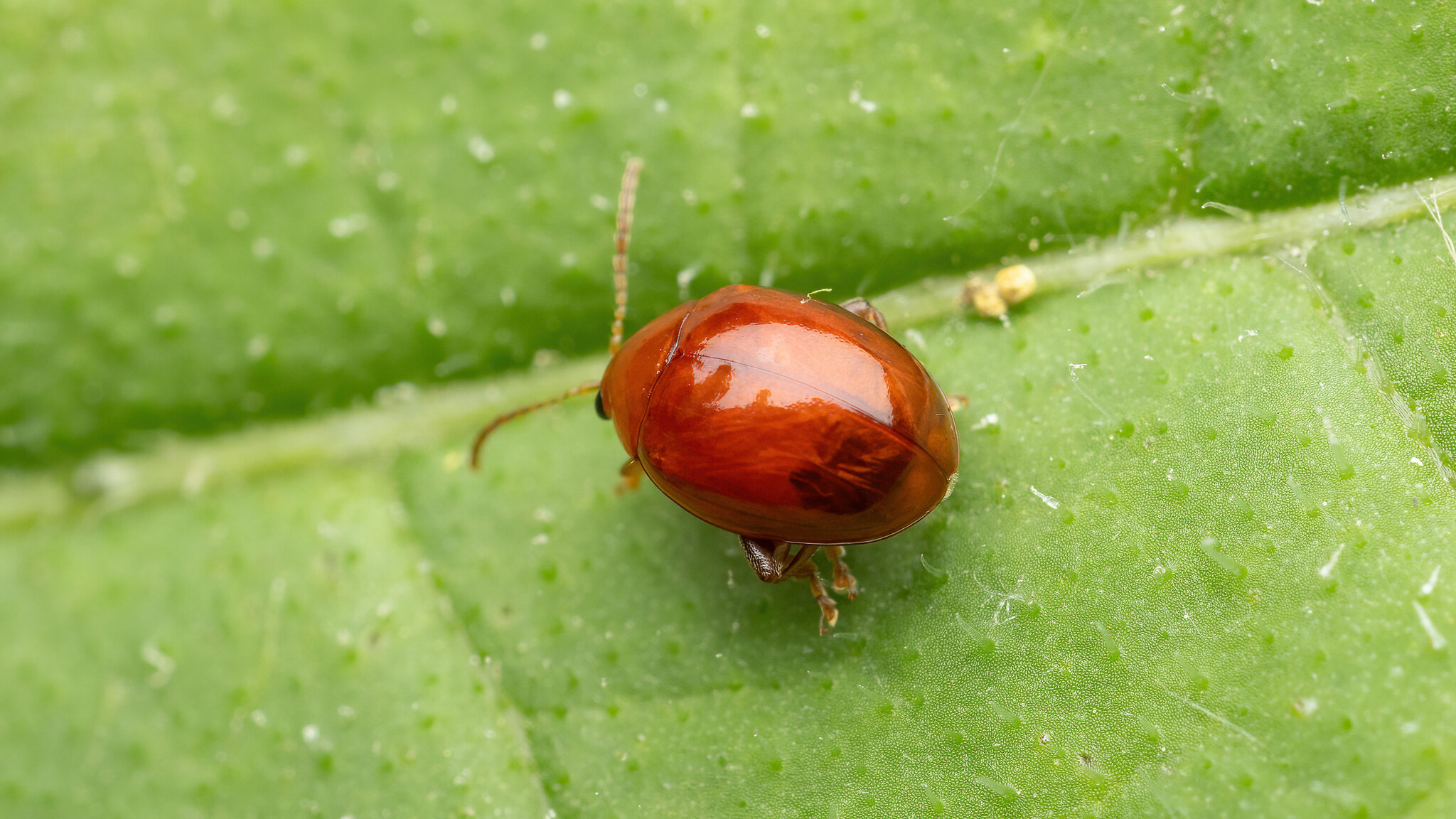 Chrysomelidae Sphaeroderma rubidum