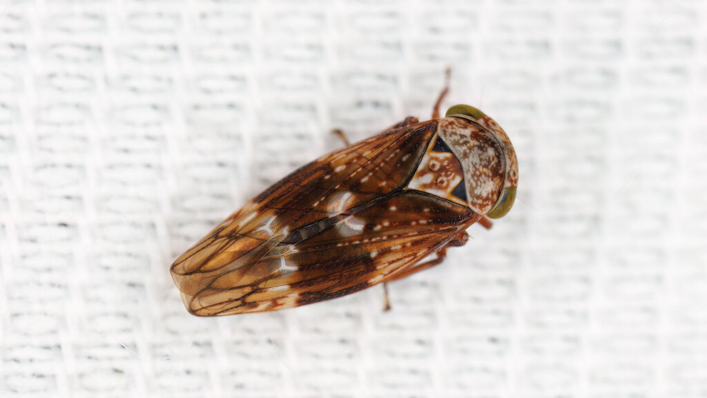 Cicadellidae Acericerus ribauti