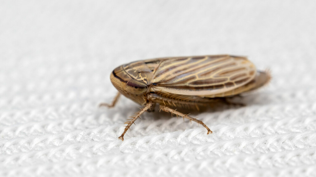 Cicadellidae Artianus interstitialis