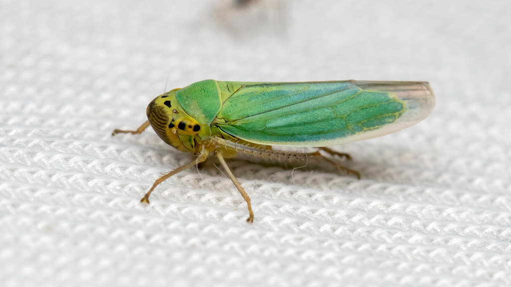 Cicadellidae Cicadella viridis