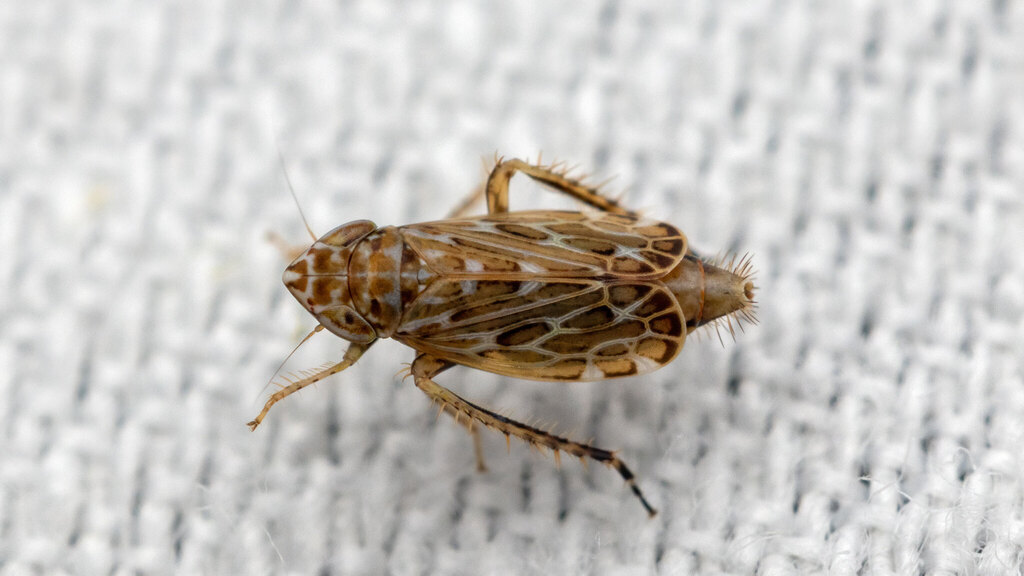 Cicadellidae Errastunus ocellaris