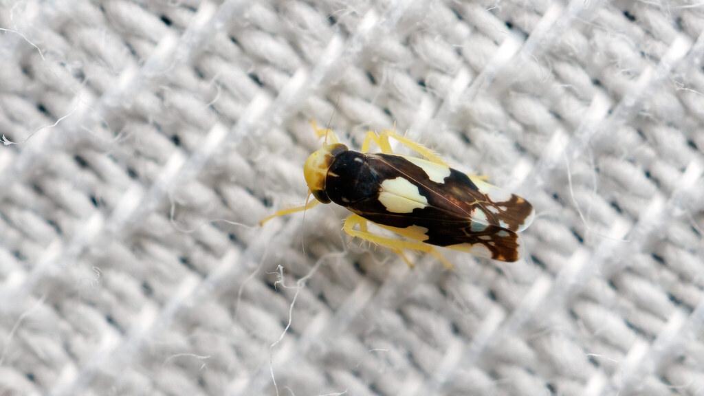 Cicadellidae Eupteryx