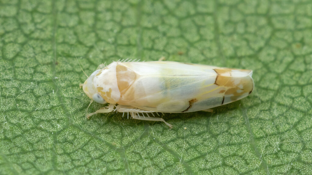 Cicadellidae Eurhadina