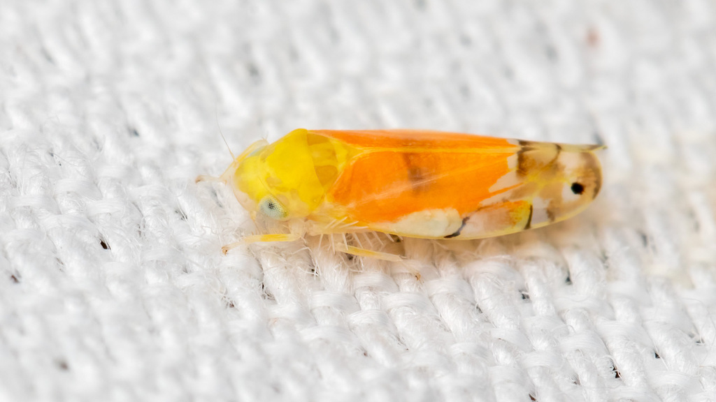 Cicadellidae Eurhadina pulchella