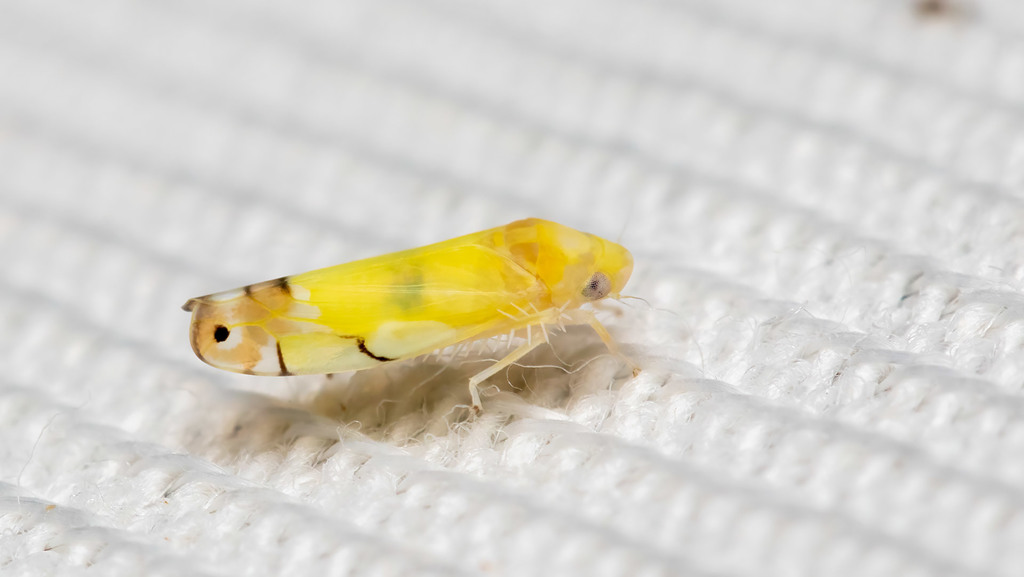 Cicadellidae Eurhadina pulchella