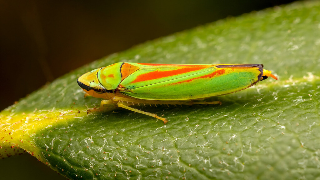 Cicadellidae Graphocephala fennahi