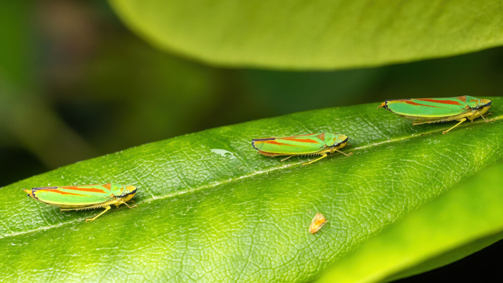 Cicadellidae Graphocephala fennahi