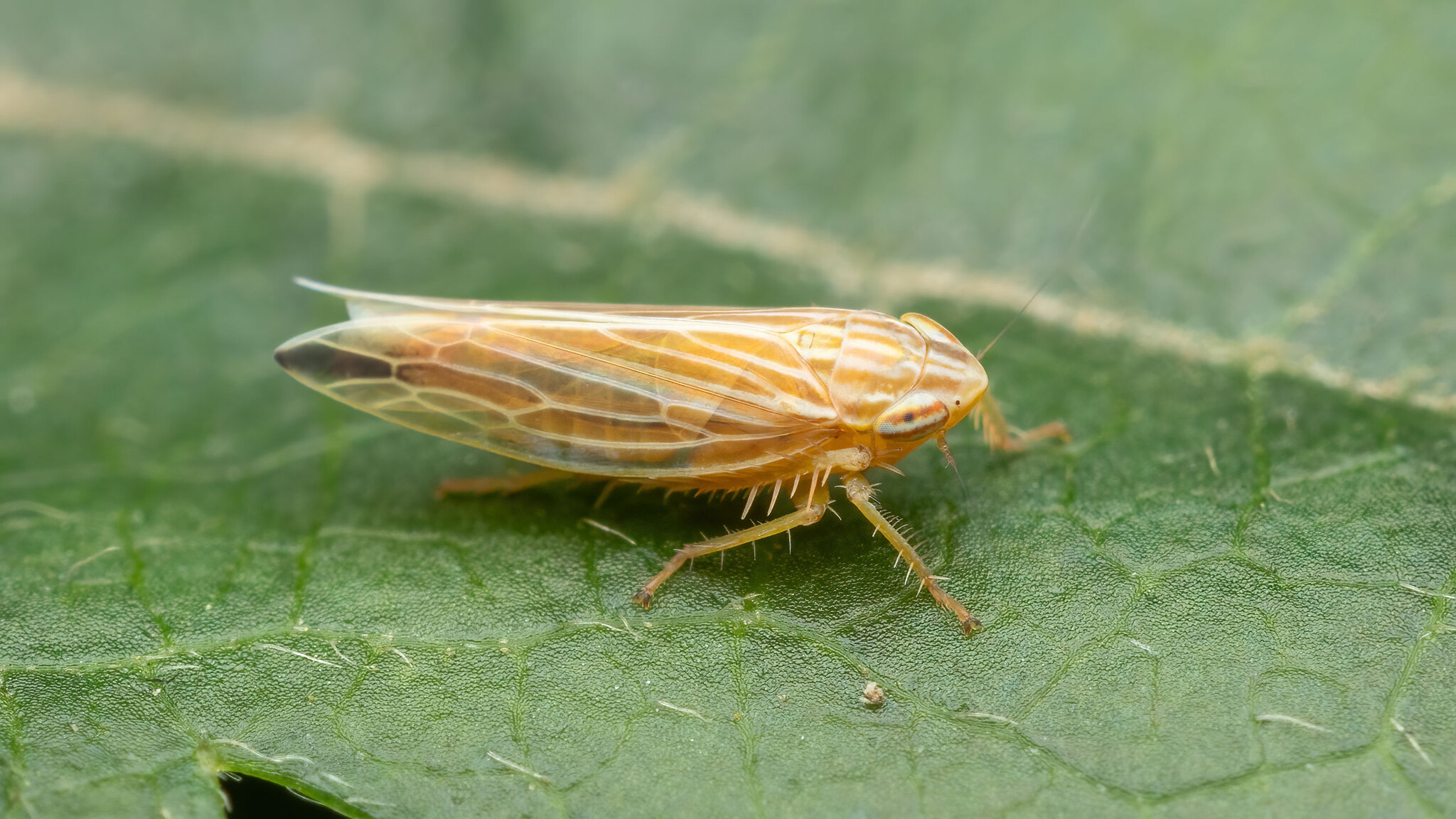 Cicadellidae Mocydia crocea