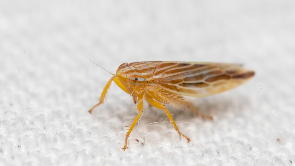 Cicadellidae Mocydia crocea