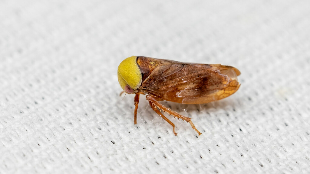 Cicadellidae Pediopsis tiliae