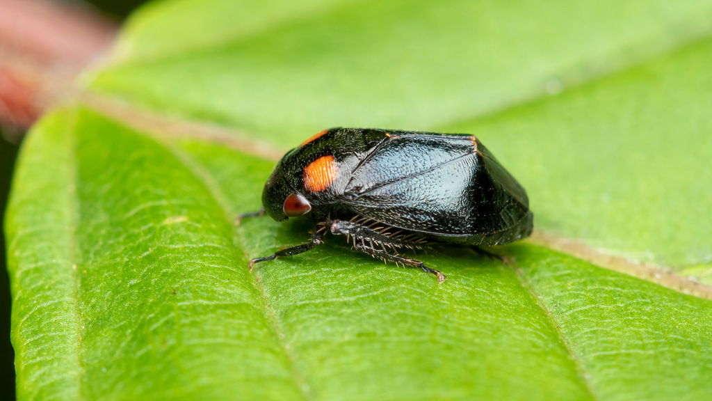 Cicadellidae Penthimia nigra