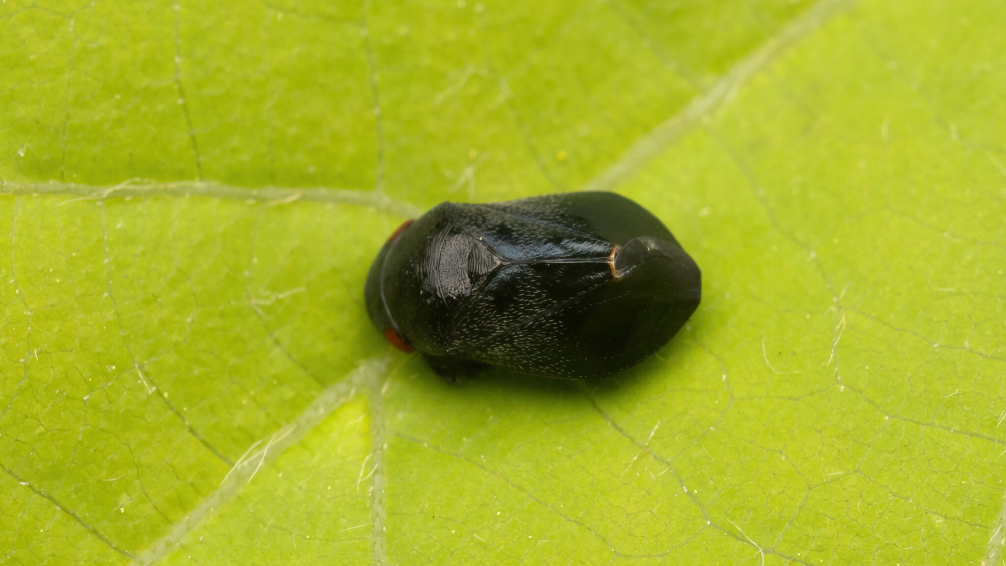 Cicadellidae Penthimia nigra