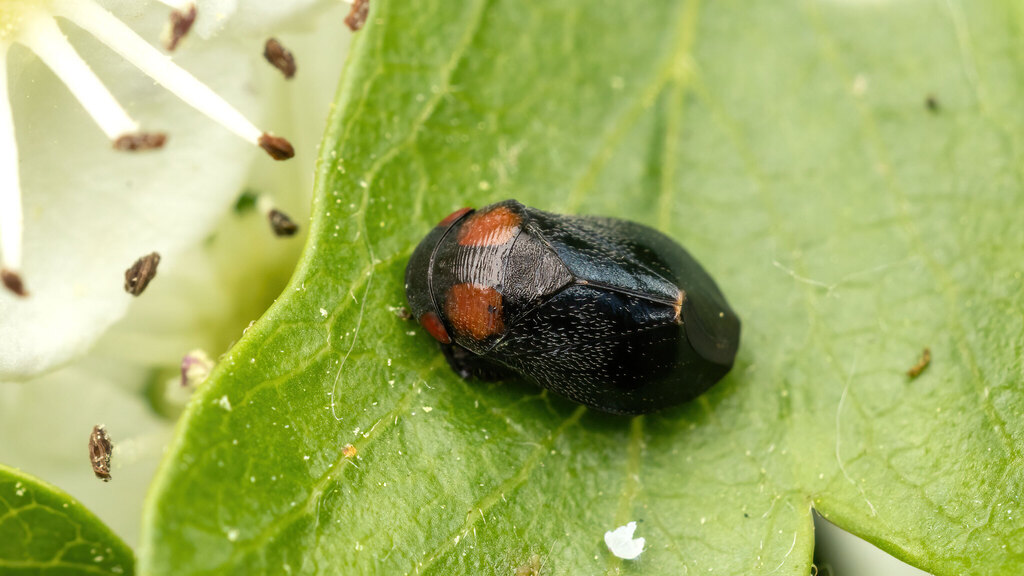 Cicadellidae Penthimia nigra