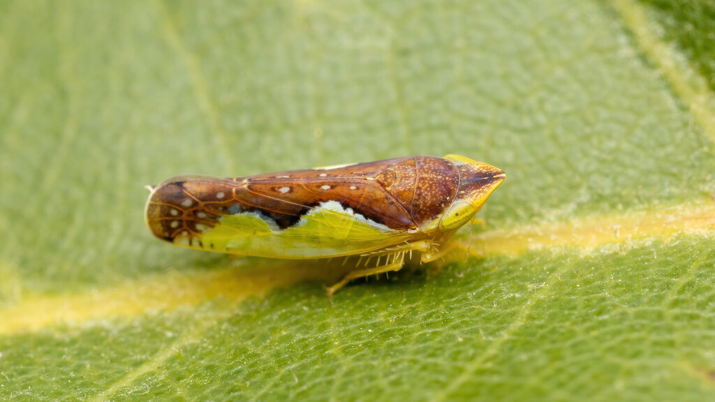 Cicadellidae Platymetopius