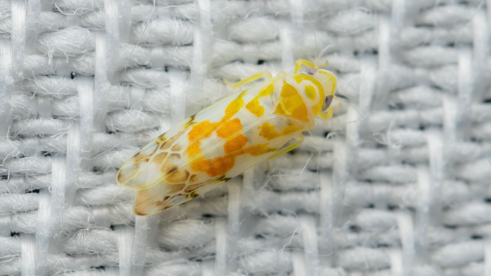Cicadellidae Typhlocyba quercus