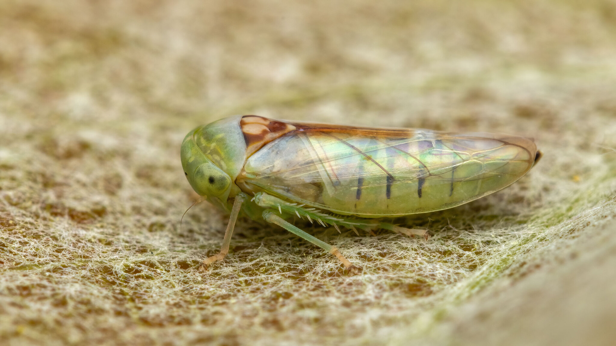 Cicadellidae Viridicerus ustulatus